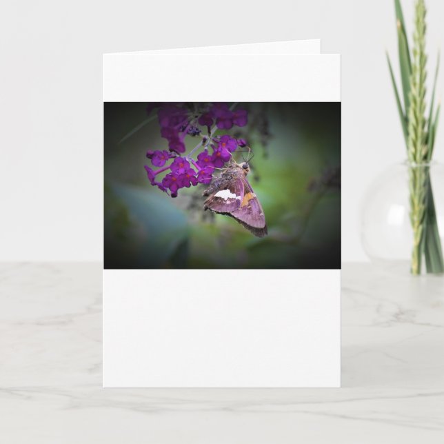 Schmetterling, Karte (Vorderseite)