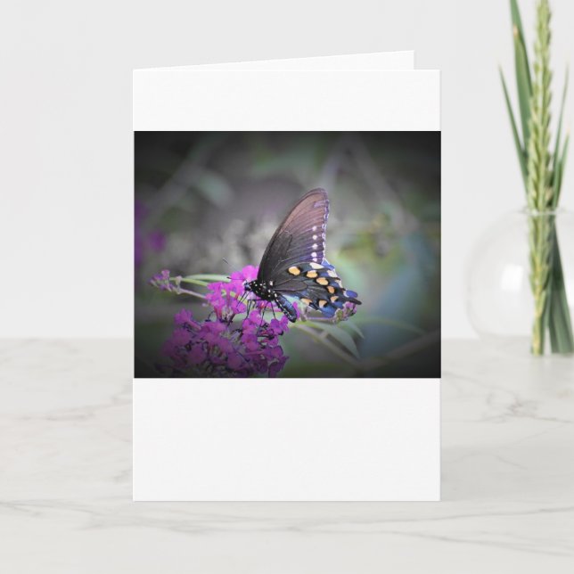 Schmetterling, Karte (Vorderseite)