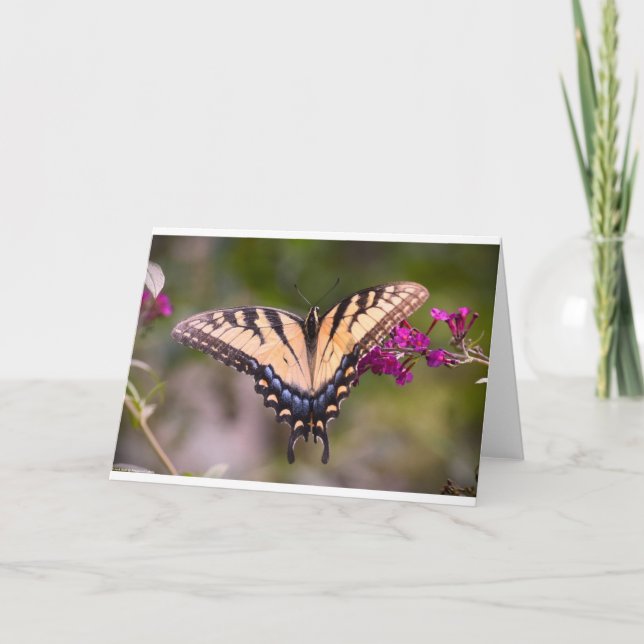 Schmetterling, Karte (Vorderseite)
