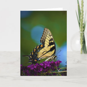 Schmetterling, Karte