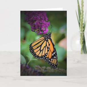 Schmetterling, Karte