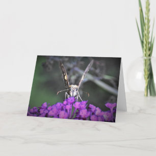 Schmetterling, Karte