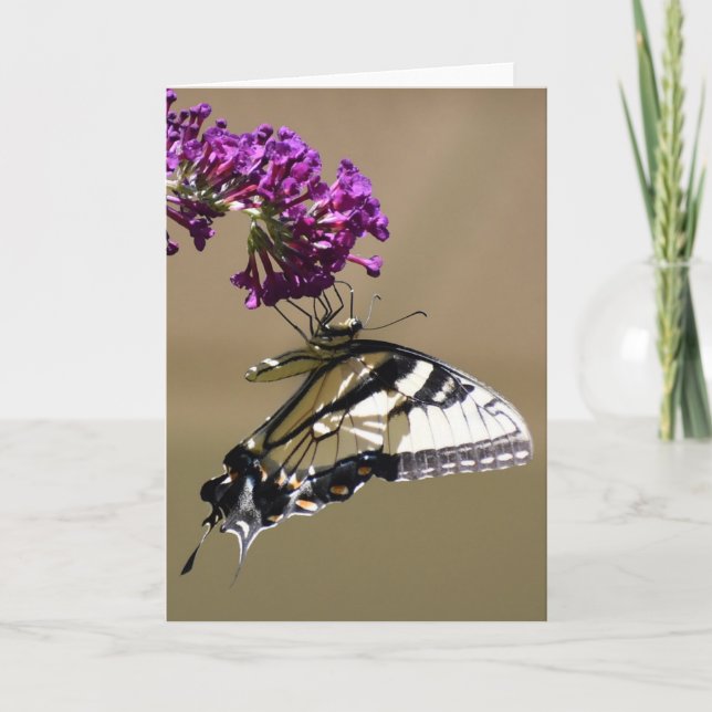 Schmetterling, Karte (Vorderseite)