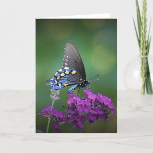 Schmetterling, Karte