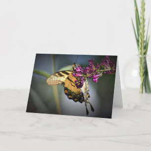 Schmetterling, Karte