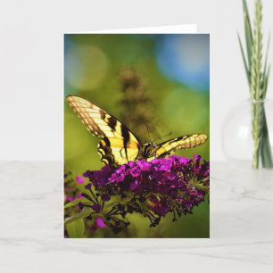 Schmetterling, Karte