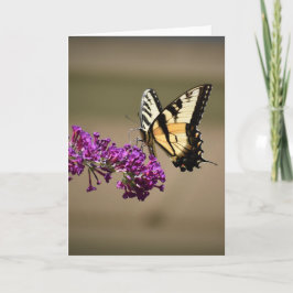 Schmetterling, Karte