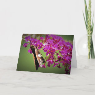 Schmetterling, Karte