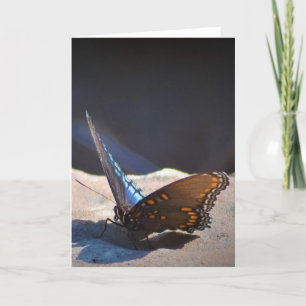 Schmetterling, Karte