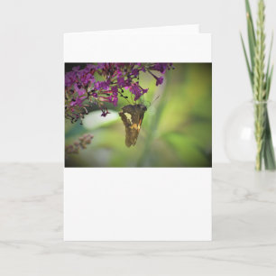Schmetterling, Karte
