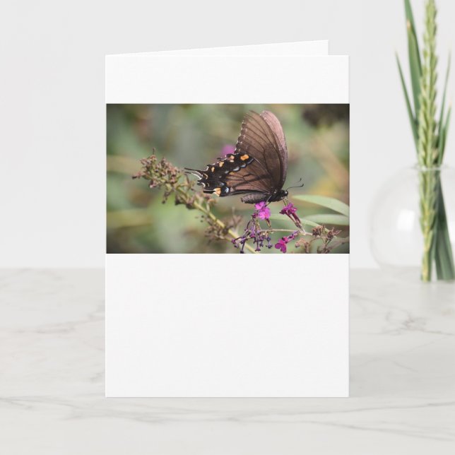 Schmetterling, Karte (Vorderseite)