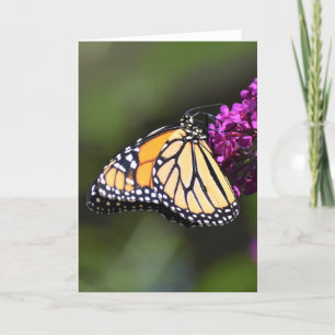 Schmetterling, Karte