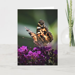 Schmetterling, Karte