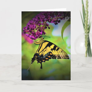 Schmetterling, Karte