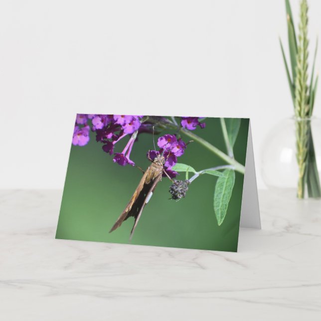 Schmetterling, Karte (Vorderseite)