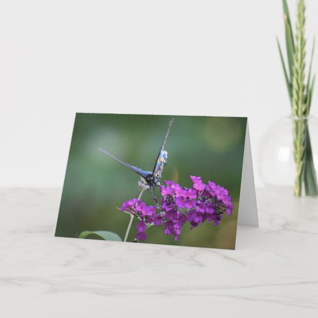 Schmetterling, Karte (Vorderseite)