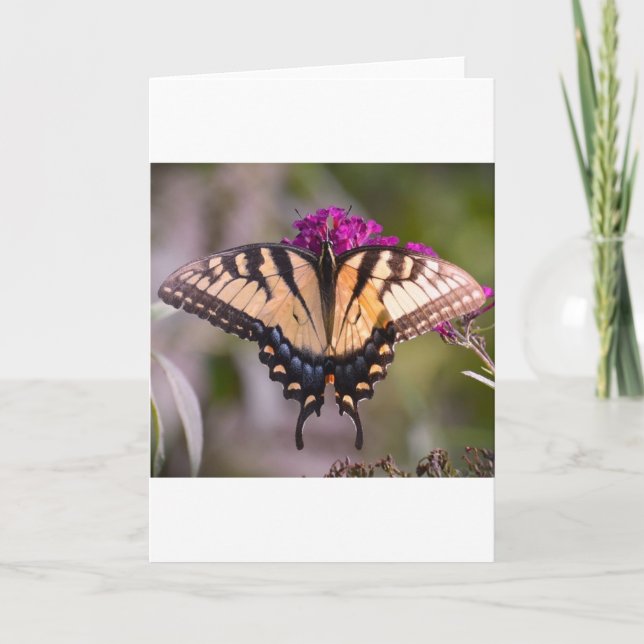 Schmetterling, Karte (Vorderseite)