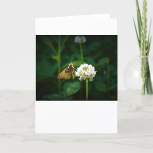 Schmetterling, Karte