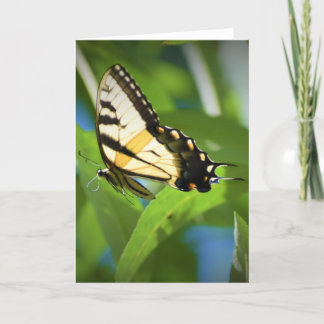 Schmetterling, Karte