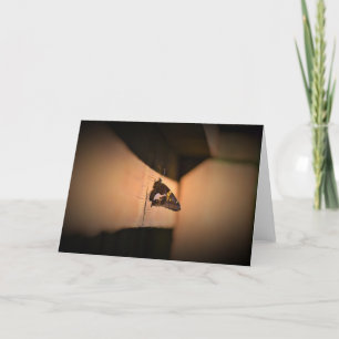 Schmetterling, Karte