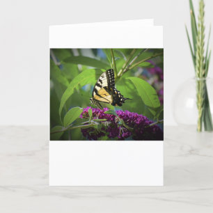 Schmetterling, Karte