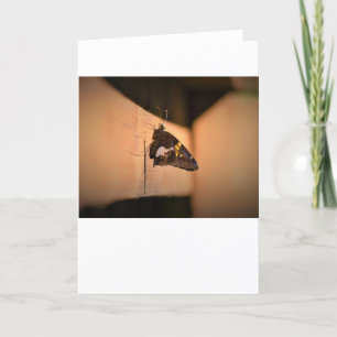 Schmetterling, Karte