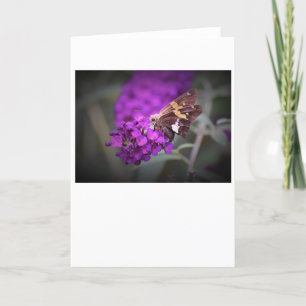 Schmetterling, Karte