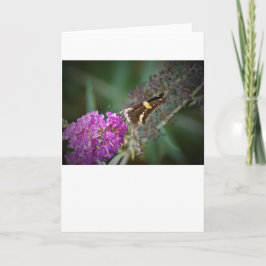 Schmetterling, Karte