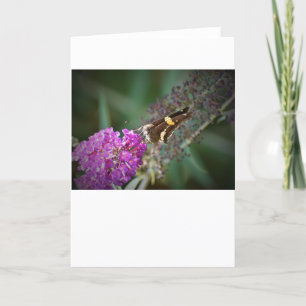 Schmetterling, Karte