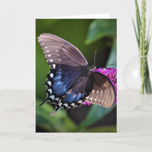 Schmetterling, Karte