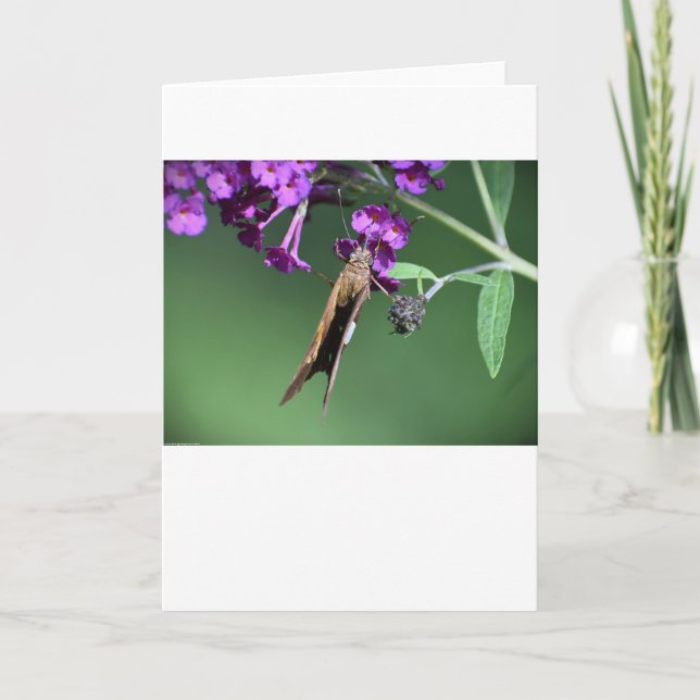 Schmetterling, Karte (Vorderseite)