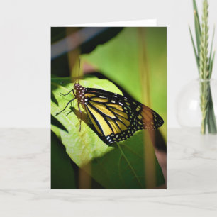 Schmetterling, Karte