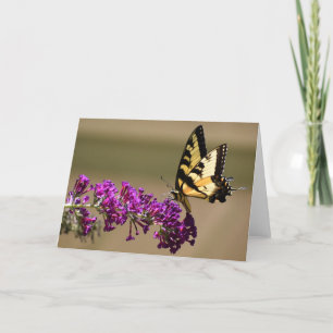 Schmetterling, Karte