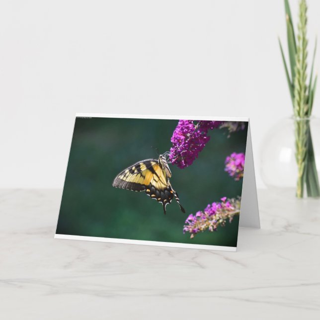 Schmetterling, Karte (Vorderseite)