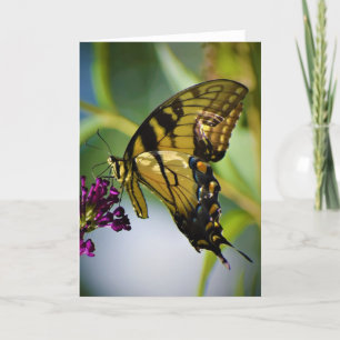 Schmetterling, Karte