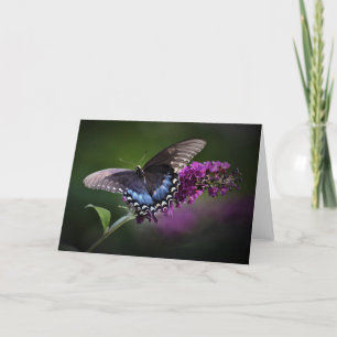 Schmetterling, Karte