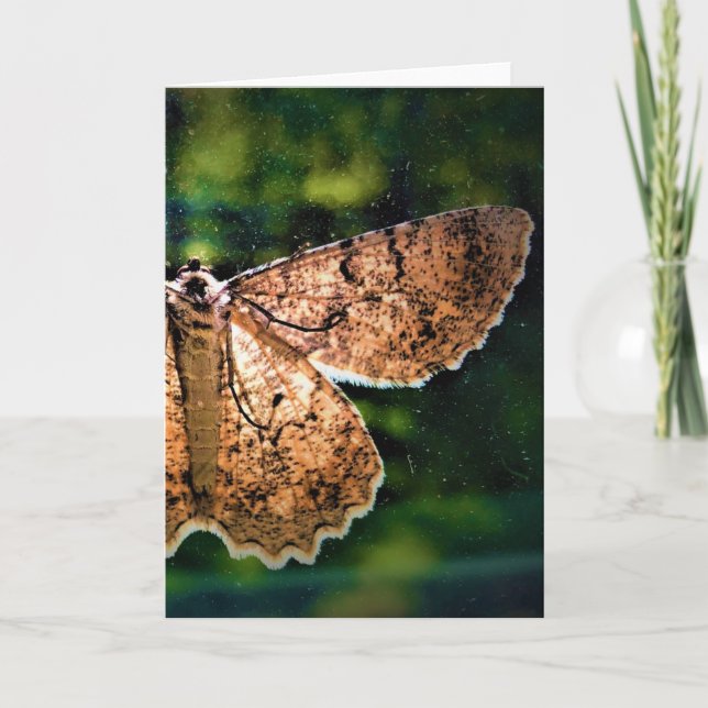 Schmetterling, Karte (Vorderseite)