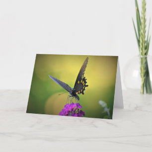 Schmetterling, Karte