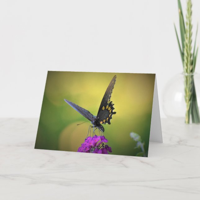 Schmetterling, Karte (Vorderseite)