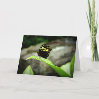 Schmetterling Karte