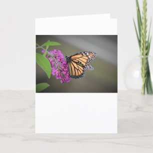 Schmetterling, Karte