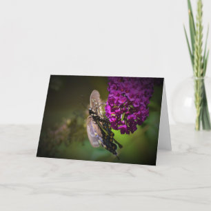 Schmetterling, Karte
