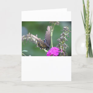 Schmetterling, Karte