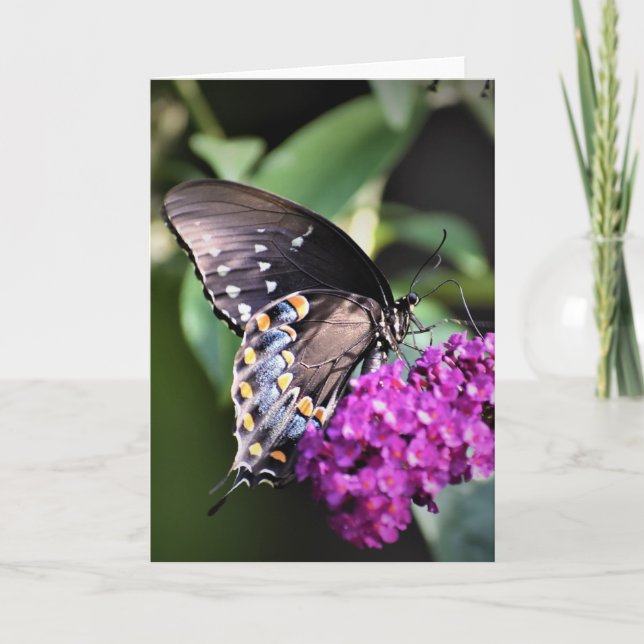 Schmetterling, Karte (Vorderseite)