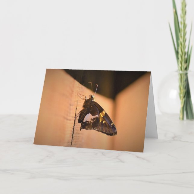Schmetterling, Karte (Vorderseite)