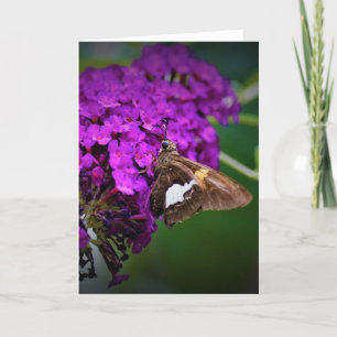 Schmetterling, Karte