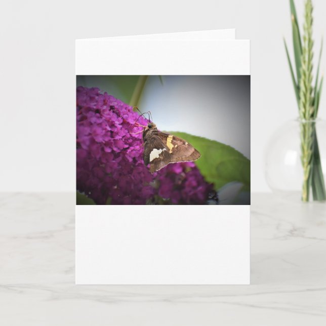 Schmetterling, Karte (Vorderseite)