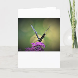 Schmetterling, Karte