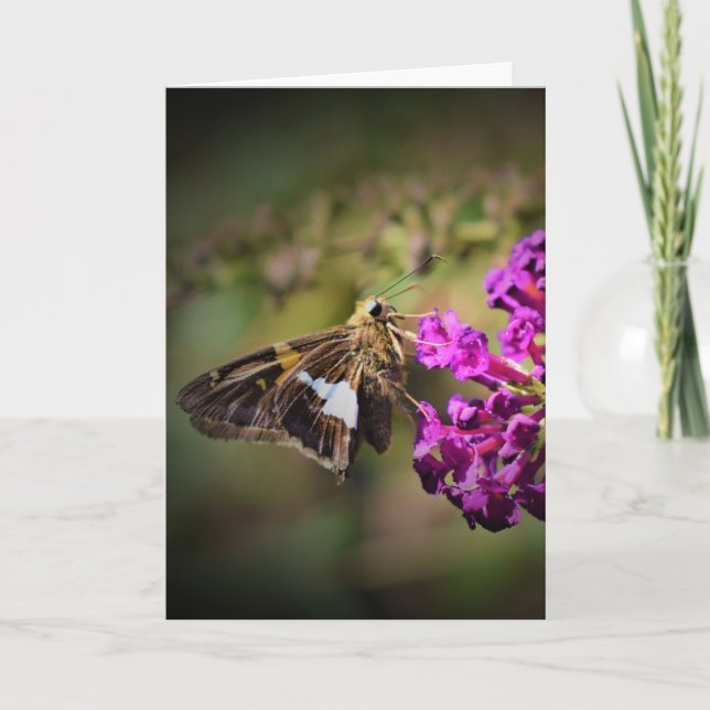 Schmetterling, Karte (Vorderseite)