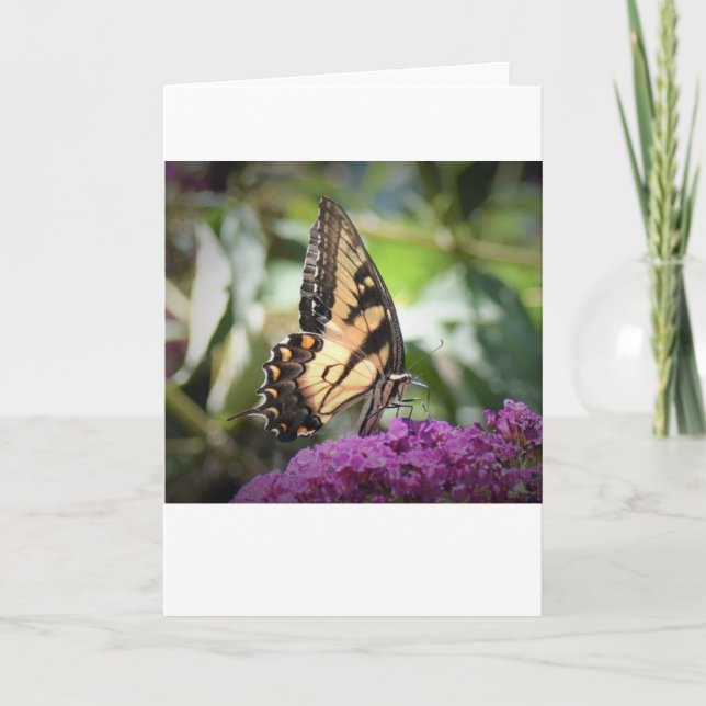 Schmetterling, Karte (Vorderseite)